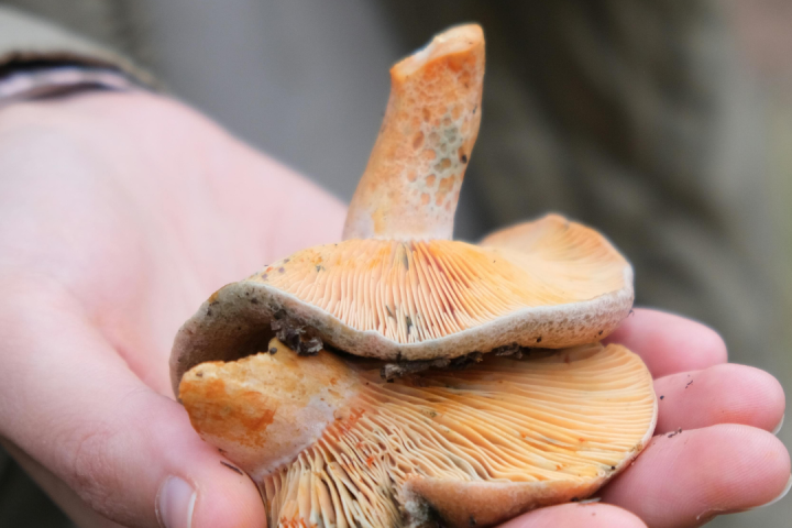 Wild Mushroom Tour