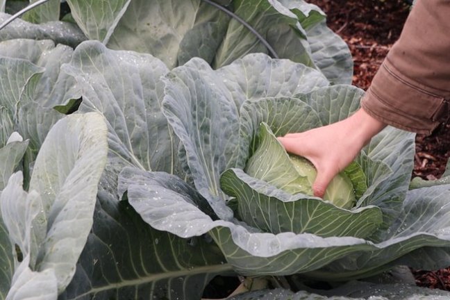 Penamacor cooking class