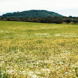 Alentejo Black Pig Experience