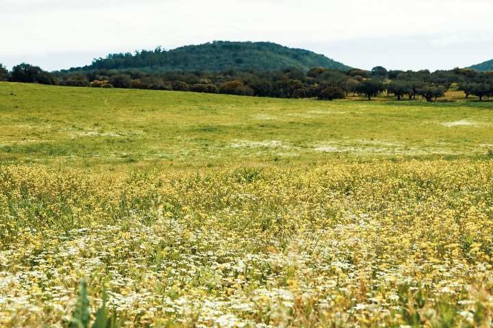 Alentejo Black Pig Experience