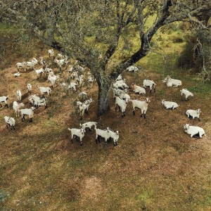 Alentejo Black Pig Experience