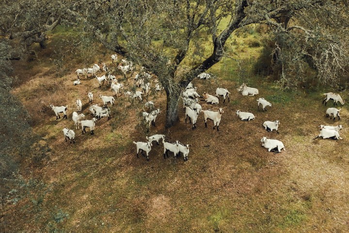 Alentejo Black Pig Experience