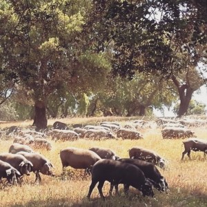 Alentejo Black Pig Experience