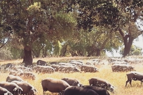 Alentejo Black Pig Experience
