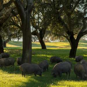 Alentejo Black Pig Experience