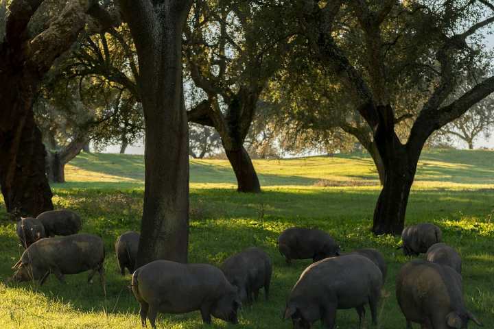 Alentejo Black Pig Experience