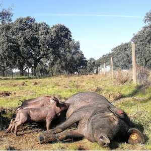 Alentejo Black Pig Experience
