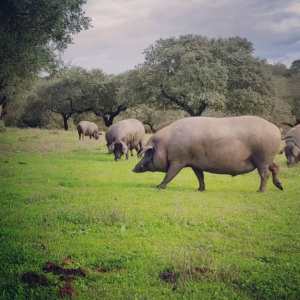 Alentejo Black Pig Experience