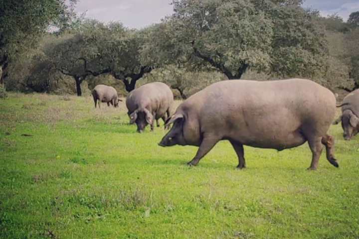 Alentejo Black Pig Experience