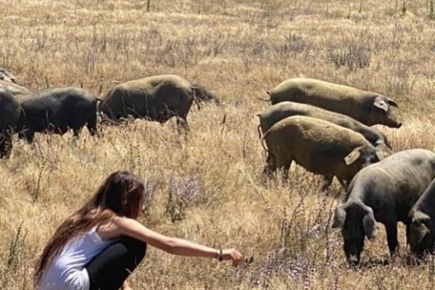 Alentejo Black Pig Experience