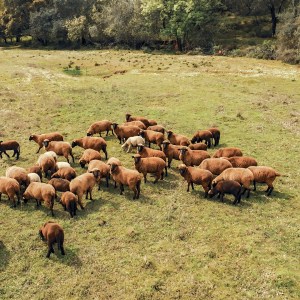 Alentejo Black Pig Experience