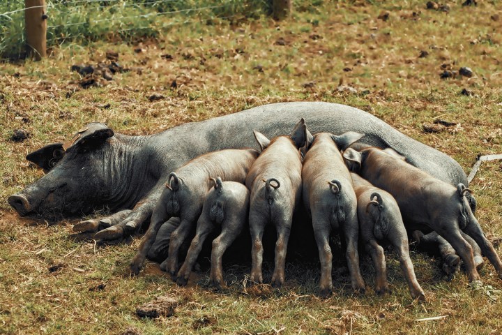 Alentejo Black Pig Experience