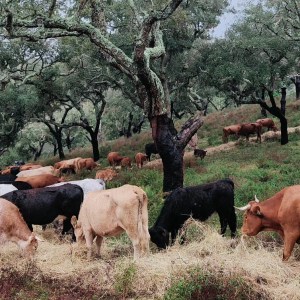 Alentejo Black Pig Experience