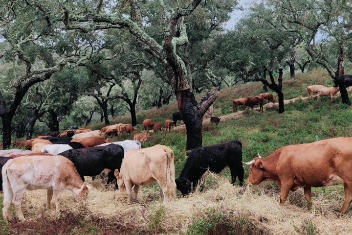Alentejo Black Pig Experience