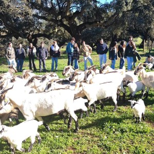 Alentejo Black Pig Experience