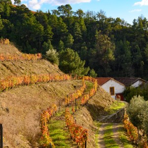 Douro Terroir Wine Tasting