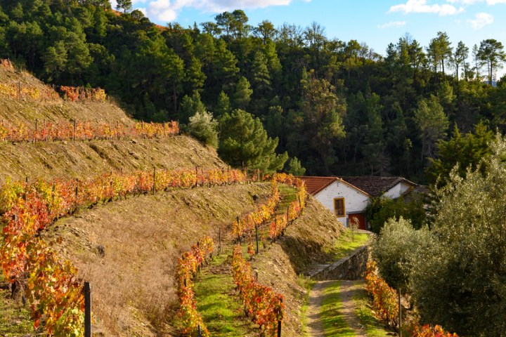 Douro Terroir Wine Tasting