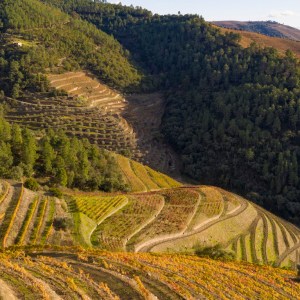 Douro Terroir Wine Tasting
