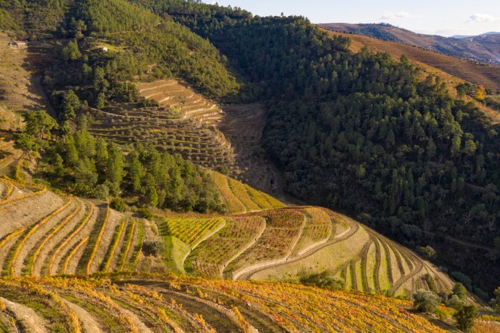 Douro Terroir Wine Tasting