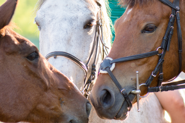 Évora Horseback Riding
