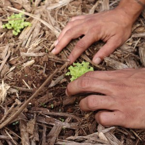 Madeira farm to table tour