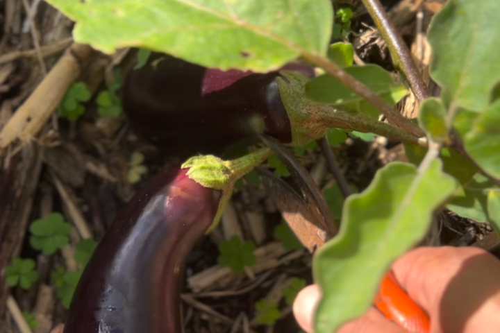 Madeira farm to table tour