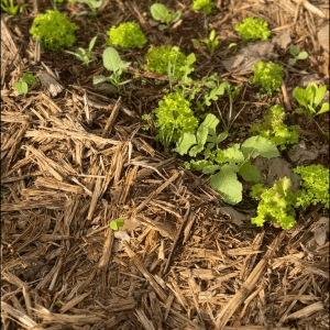 Madeira farm to table tour