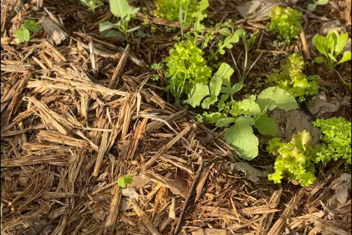 Madeira farm to table tour