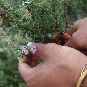 Madeira farm to table tour