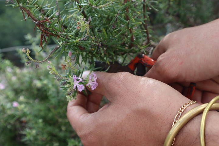 Madeira farm to table tour