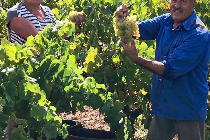 Lourinhã wine tasting tour