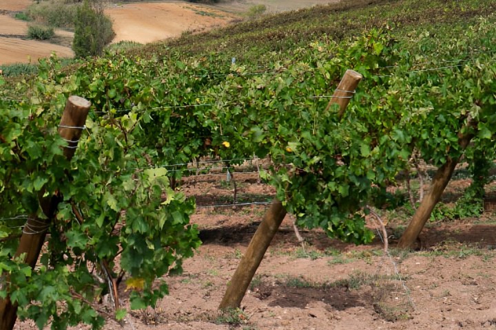 Lourinhã wine tasting tour
