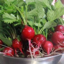 Penamacor farm to table