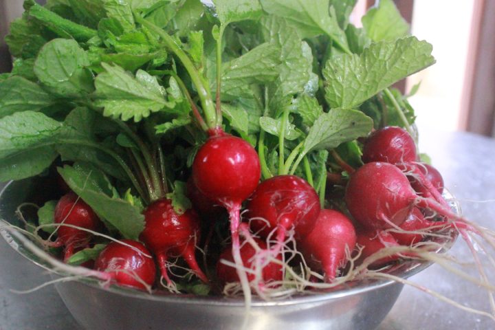 Penamacor farm to table