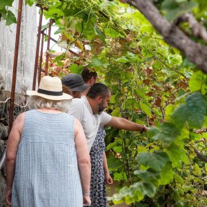 Funchal Farm-to-Table Tour