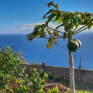 Funchal Farm-to-Table Tour