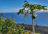 Funchal Farm-to-Table Tour