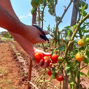 Funchal Farm-to-Table Tour