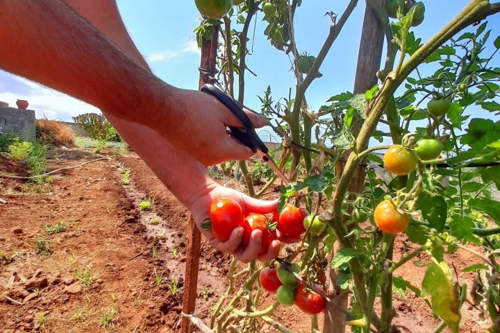 Funchal Farm-to-Table Tour
