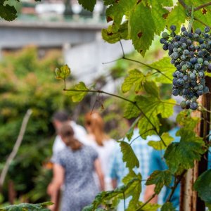Funchal Farm-to-Table Tour