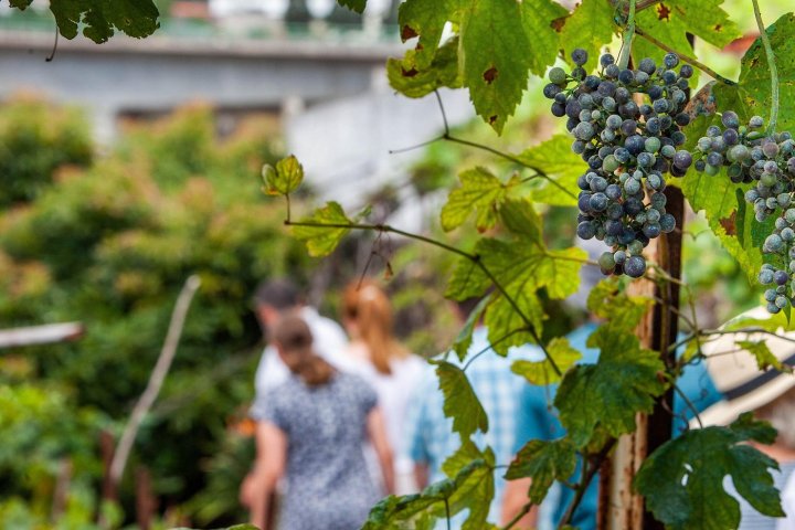Funchal Farm-to-Table Tour