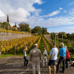 madeira vineyard tour