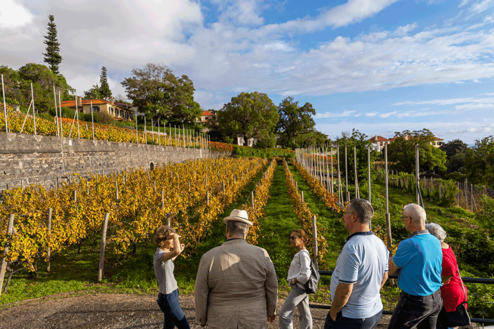 madeira vineyard tour