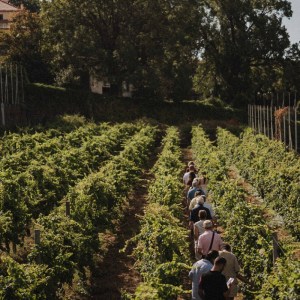 madeira vineyard tour