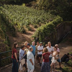 madeira vineyard tour