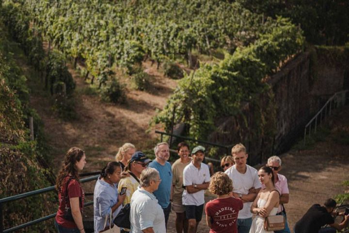 madeira vineyard tour