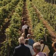 madeira vineyard tour