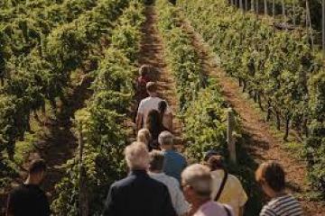 madeira vineyard tour
