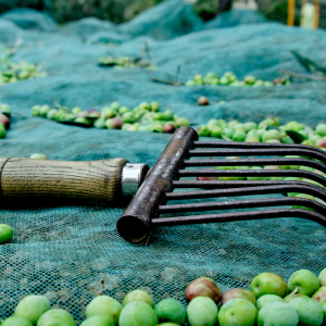 olive oil picking tour