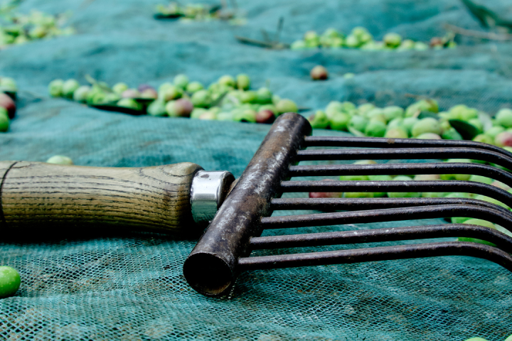 olive oil picking tour